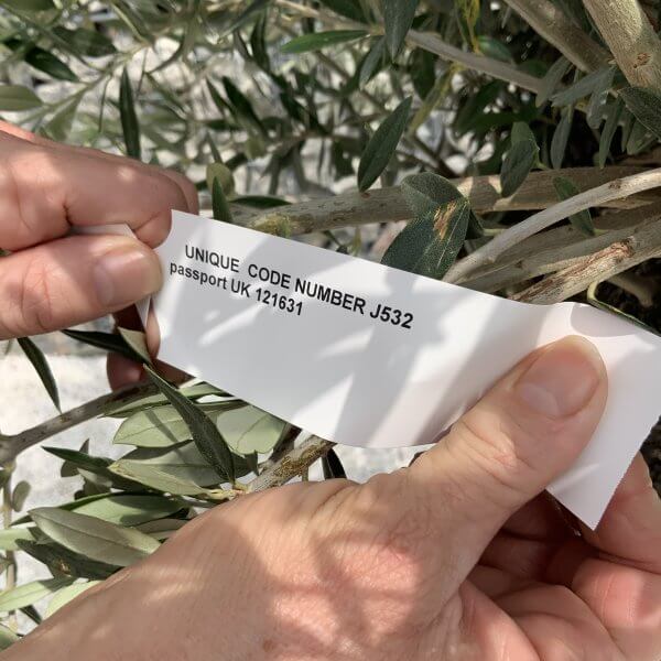 Gnarled Olive Tree J532 - Image 4
