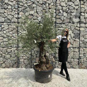 Gnarled Olive Tree J532