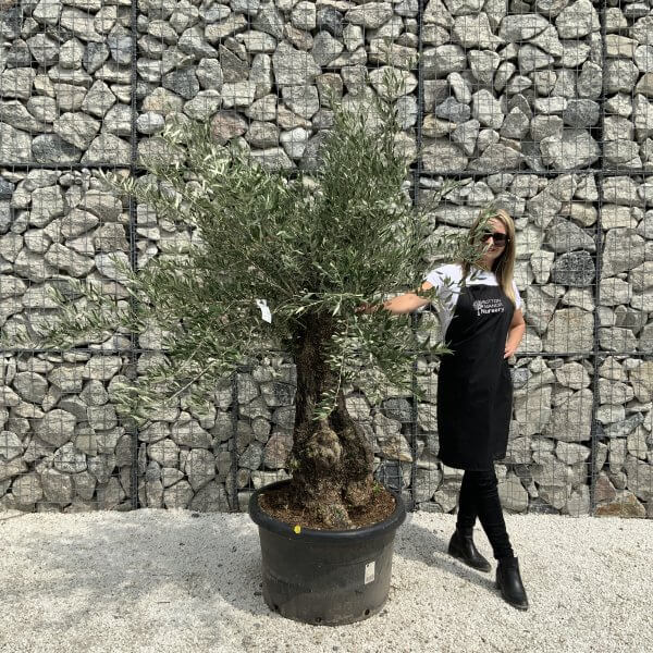 Gnarled Olive Tree J532