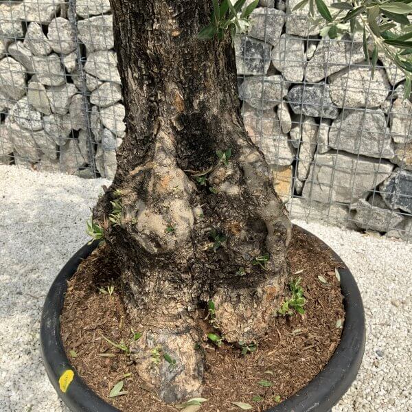 Gnarled Olive Tree J532 - Image 3