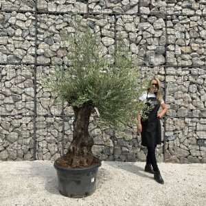 Gnarled Olive Tree J534