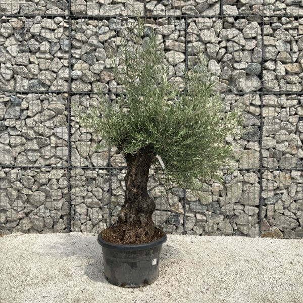 Gnarled Olive Tree J534 - Image 2