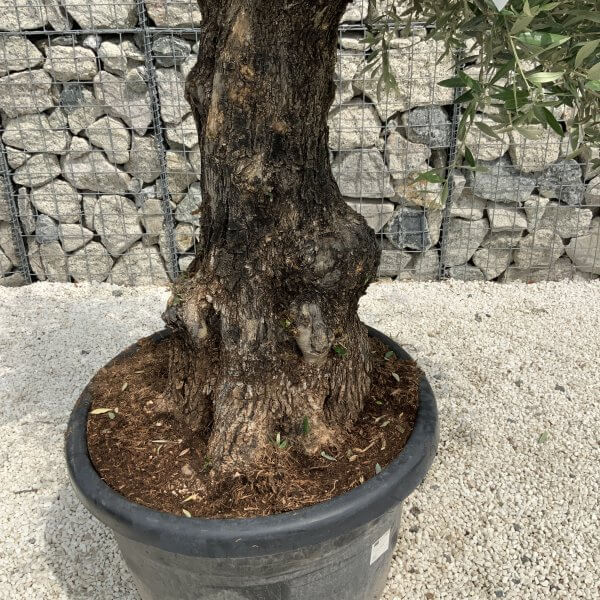 Gnarled Olive Tree J534 - Image 3