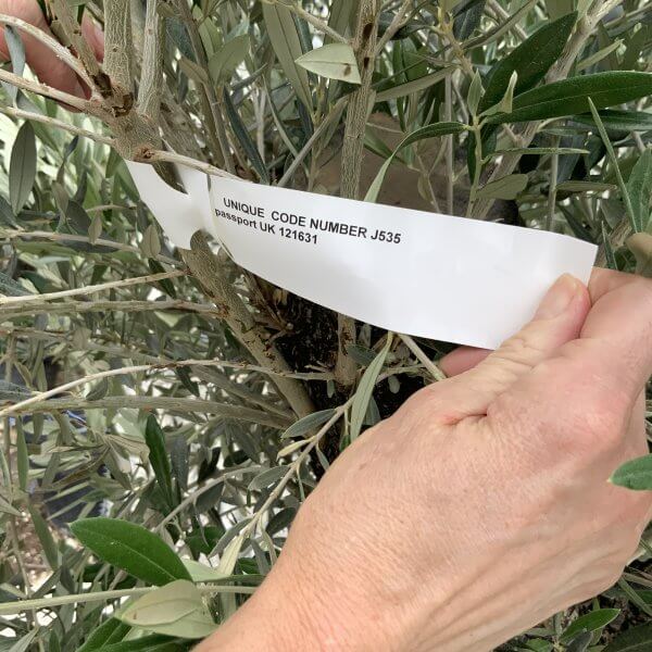 Gnarled Olive Tree J535 - Image 4