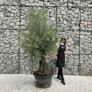 Gnarled Olive Tree J535
