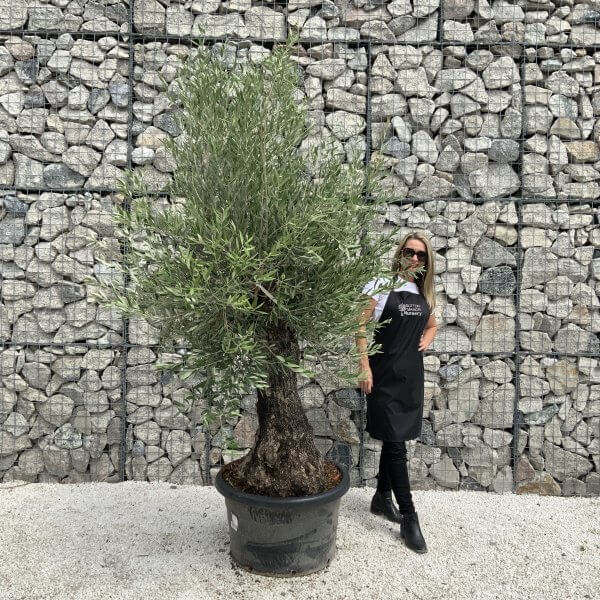 Gnarled Olive Tree J535