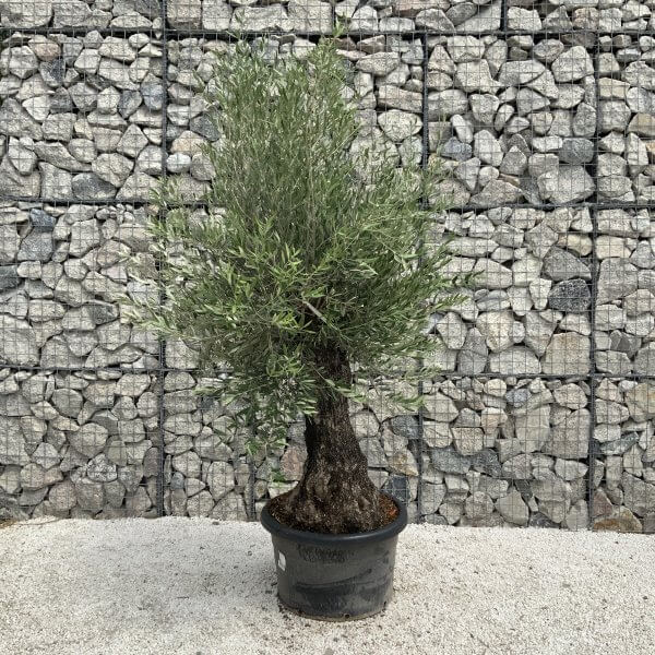 Gnarled Olive Tree J535 - Image 2