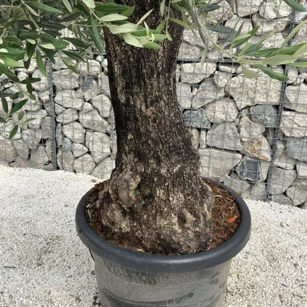 Gnarled Olive Tree J535 - Image 3