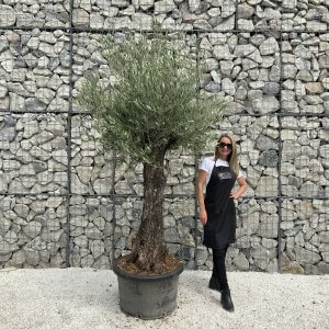 Gnarled Olive Tree J537