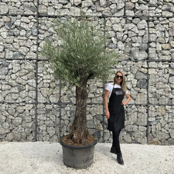 Gnarled Olive Tree J537