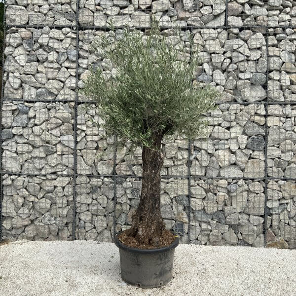 Gnarled Olive Tree J537 - Image 2