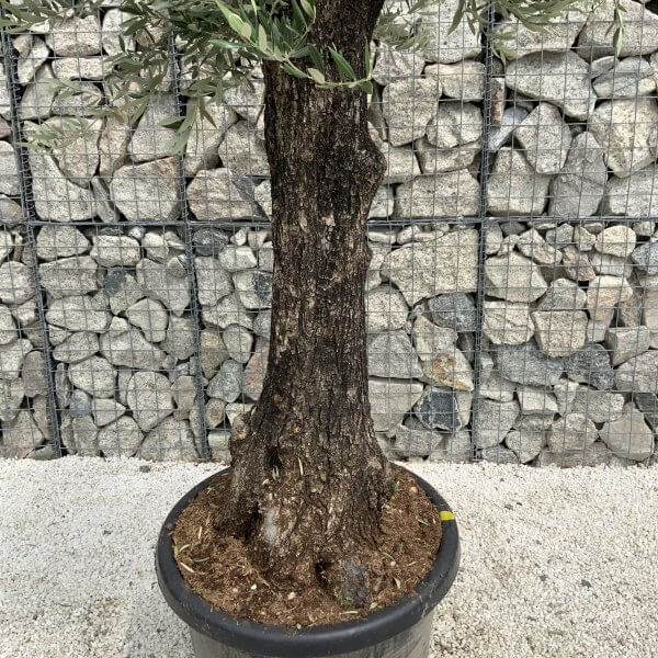 Gnarled Olive Tree J537 - Image 3
