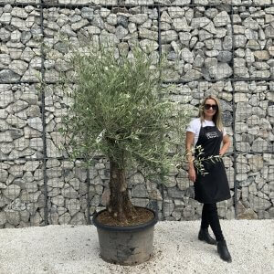 Gnarled Olive Tree J538