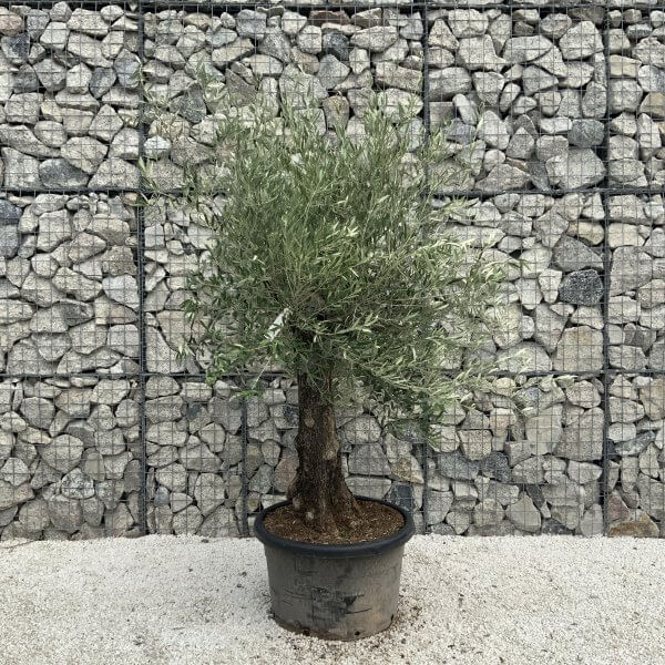 Gnarled Olive Tree J538 - Image 2