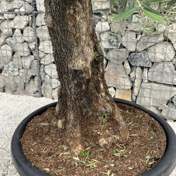 Gnarled Olive Tree J538 - Image 3