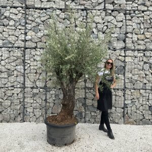 Gnarled Olive Tree J539