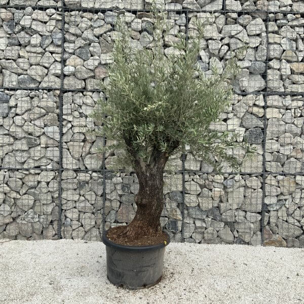 Gnarled Olive Tree J539 - Image 2