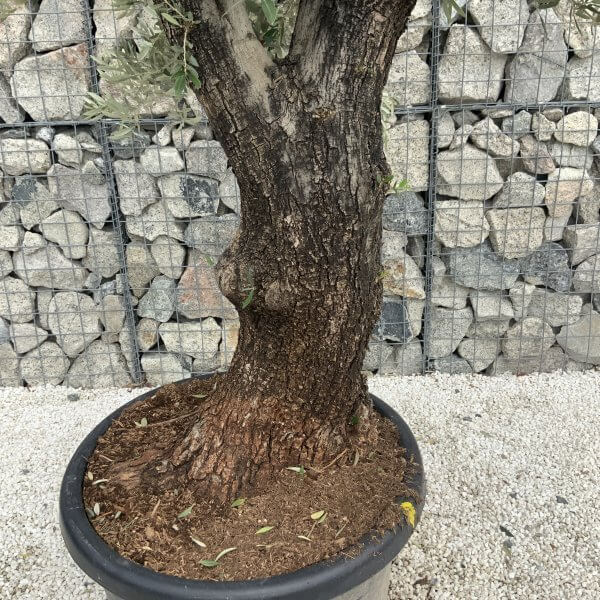 Gnarled Olive Tree J539 - Image 3