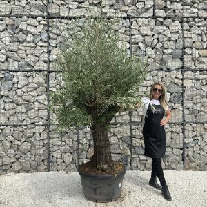 Gnarled Olive Tree J540