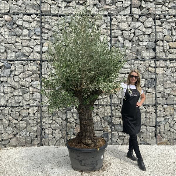 Gnarled Olive Tree J540