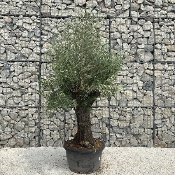 Gnarled Olive Tree J540 - Image 2