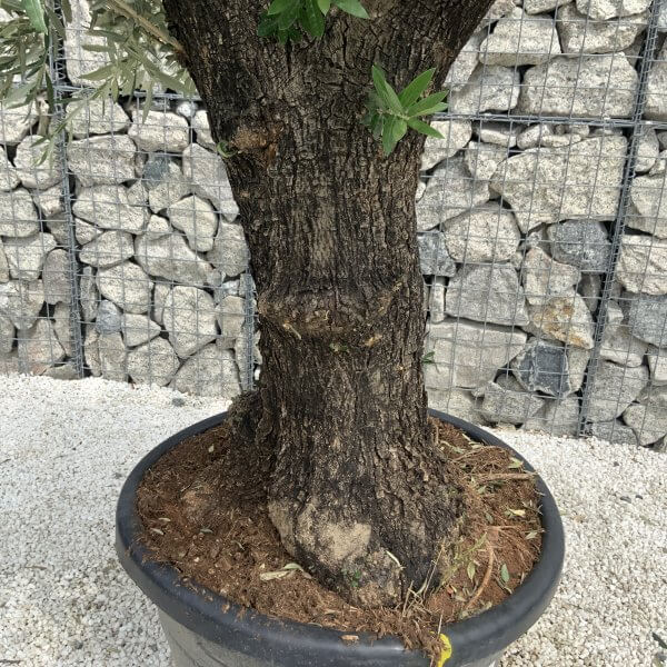 Gnarled Olive Tree J540 - Image 3