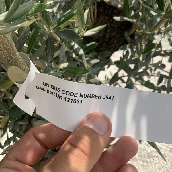 Gnarled Olive Tree J541 - Image 4