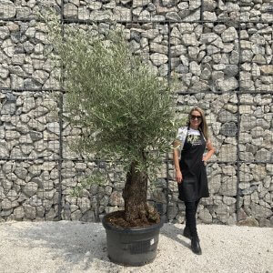 Gnarled Olive Tree J541
