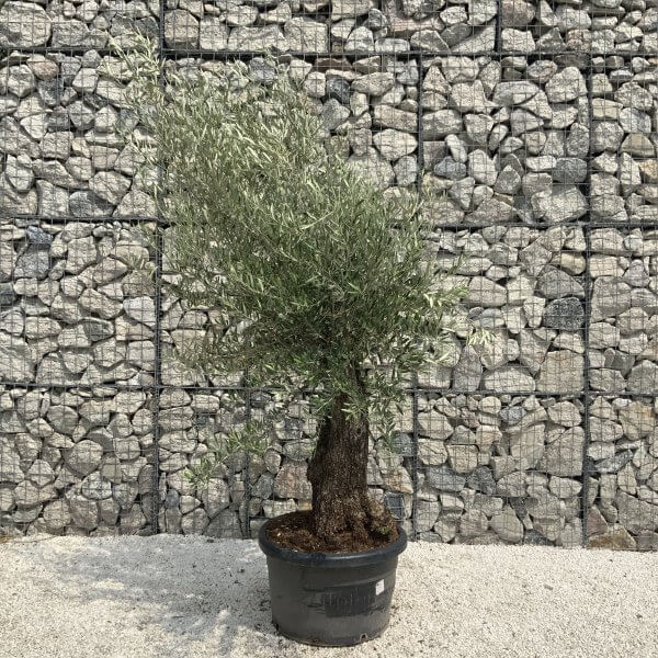Gnarled Olive Tree J541 - Image 2