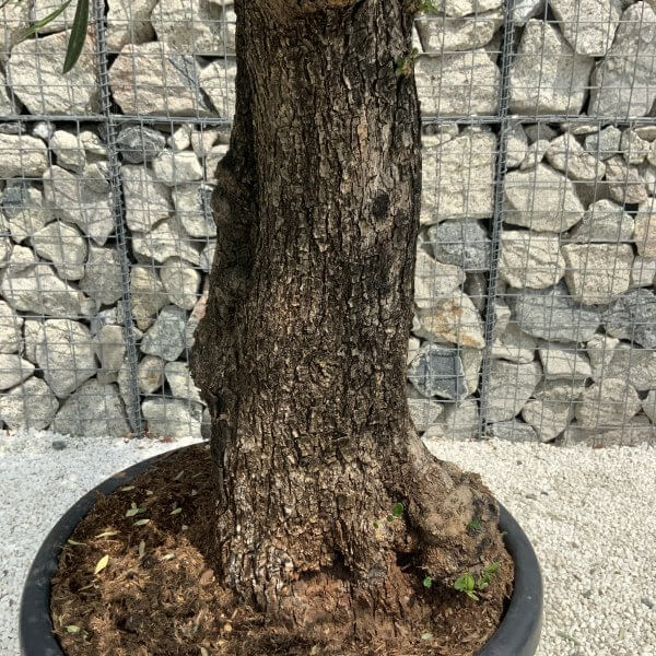 Gnarled Olive Tree J541 - Image 3
