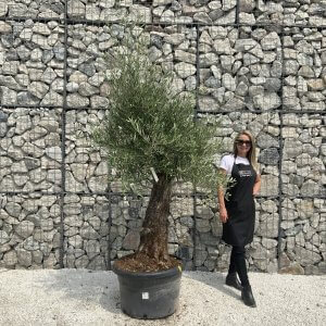 Gnarled Olive Tree J542