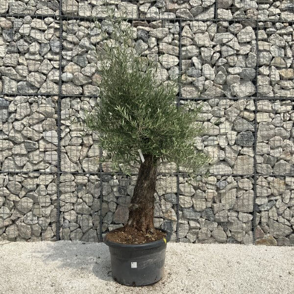 Gnarled Olive Tree J542 - Image 2