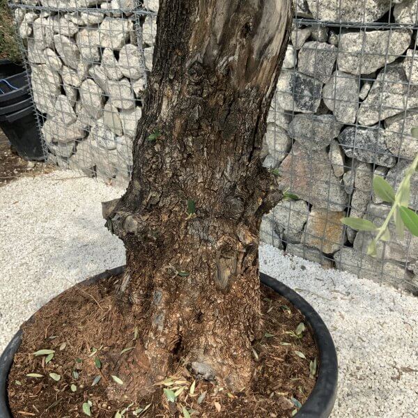 Gnarled Olive Tree J542 - Image 3