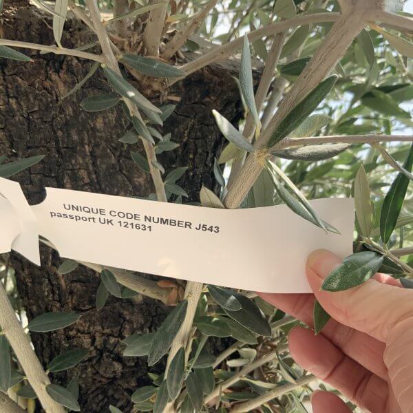 Gnarled Olive Tree J543 - Image 4