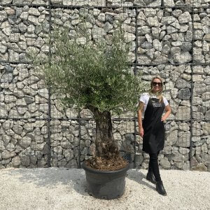 Gnarled Olive Tree J543