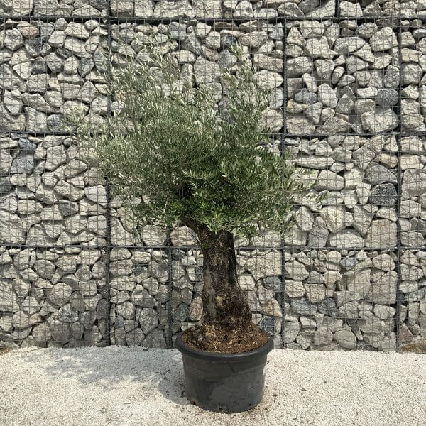 Gnarled Olive Tree J543 - Image 2