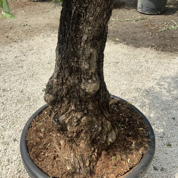Gnarled Olive Tree J543 - Image 3