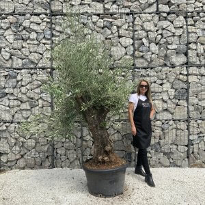 Gnarled Olive Tree J545