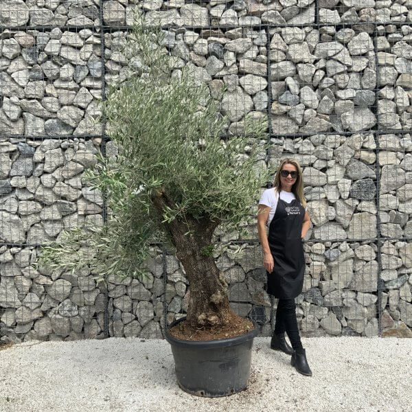 Gnarled Olive Tree J545