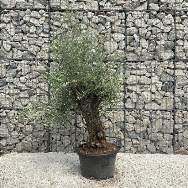 Gnarled Olive Tree J545 - Image 2