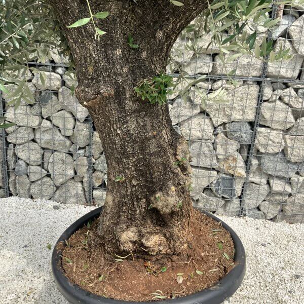 Gnarled Olive Tree J545 - Image 3