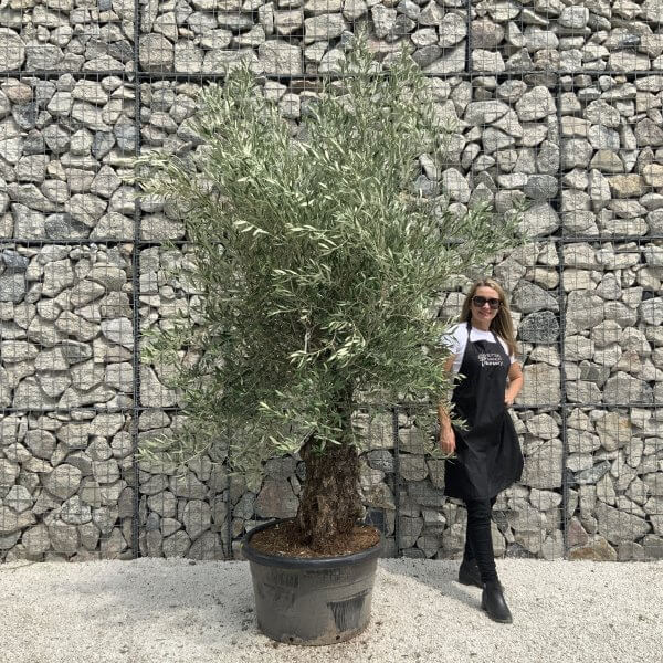 Gnarled Olive Tree J546