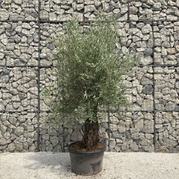 Gnarled Olive Tree J546 - Image 2