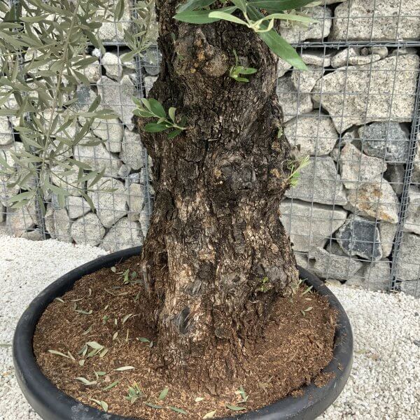 Gnarled Olive Tree J546 - Image 3