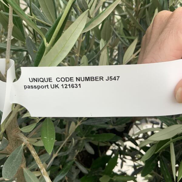 Gnarled Olive Tree J547 - Image 3