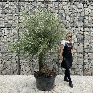 Gnarled Olive Tree J547