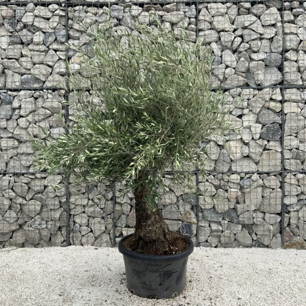 Gnarled Olive Tree J547 - Image 2