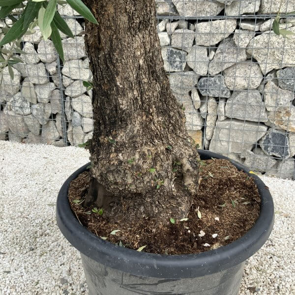 Gnarled Olive Tree J547 - Image 4