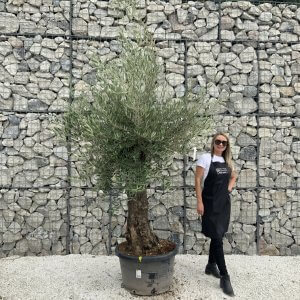 Gnarled Olive Tree J548