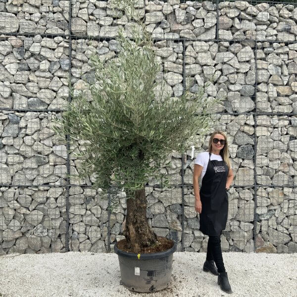 Gnarled Olive Tree J548